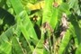 Banana fields