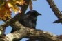 Crow