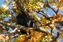 Crow