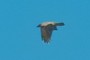 Pied crow