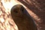 A Meditating Owl