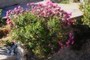 Nerium oleander