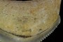 Posterior