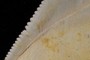Serrations