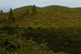 Cryptomeria japonica