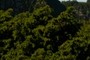 Juniperus brevifolia