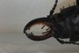 Mandibles
