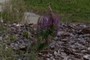Gayfeather or Blazing Star (Liatris)
