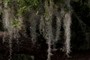 Spanish Moss