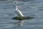 Snowy Egret