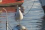 Band-tailed Gull