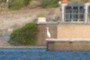 Water bird