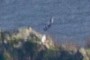 Some type of bird