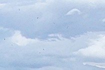 247261-210x140