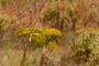 Yellow shrub