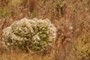 Saltbush