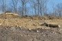 trucks busy moving dirt