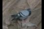 pigeon