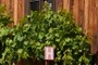 grapevine