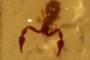 Pseudoscorpiones