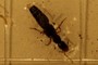 Rove Beetle