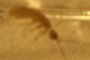 Springtail