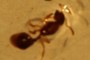 Ant