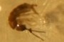 Springtail