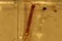 Centipede