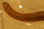 Annelida