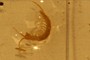 Chilopoda