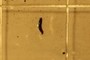 Diptera