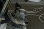 Freek Dog
