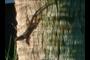 Lizard
