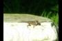 Lots o lizards