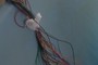 Wired1
