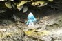Brainy Smurf
