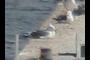 Seagull