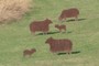 Metal Sheep