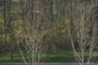 Deer Habitat