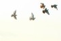 Pigeons  
