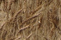 273857-210x140