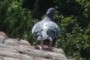 pidgeon