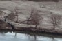 Fomerly Flooded Trees