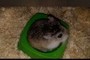 Roborowski