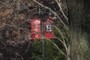 Harvard Flag 2