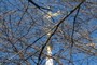 Weathervane and Top of Steeple