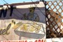 Chicken BBQ  chef  