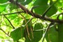 aerial roots