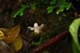 orchid? heterotroph?